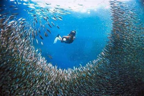 moalboal itinerary|Guide to Moalboal (Cebu): Sardine Run, Island Hopping, and Diving.
